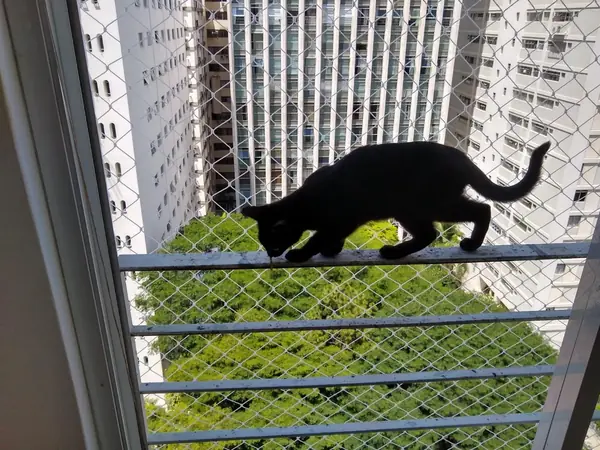 Segurança para Pets